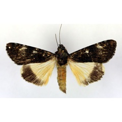 /filer/webapps/moths/media/images/P/primulina_Ulotrichopus_AF_RMCA.jpg