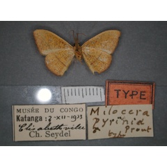 /filer/webapps/moths/media/images/P/pyrinia_Milocera_HT_RMCA_02.jpg
