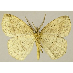 /filer/webapps/moths/media/images/N/nigricola_Epigynopteryx_AM_ZSMb.jpg