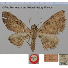 /filer/webapps/moths/media/images/C/connexa_Eupithecia_HT_BMNH.jpg