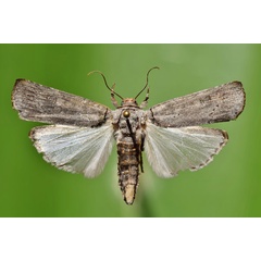 /filer/webapps/moths/media/images/O/ochroprocta_Lophotarsia_A_Butler.jpg