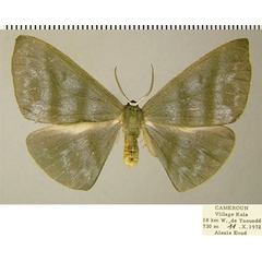 /filer/webapps/moths/media/images/E/euphyes_Hypochrosis_AF_ZSMa.jpg