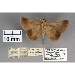 /filer/webapps/moths/media/images/M/megarthra_Plecoptera_PT_OUMNH_02.jpg