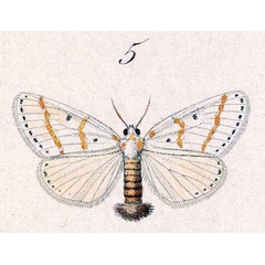 /filer/webapps/moths/media/images/G/gracilis_Lacipa_STF_Hopffer_28_5.jpg