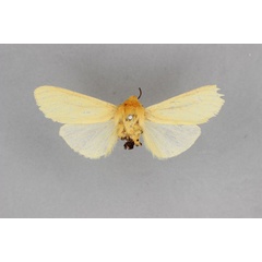 /filer/webapps/moths/media/images/P/pales_Spilosoma_HT_BMNH.jpg