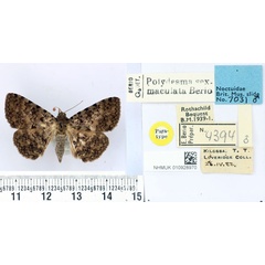 /filer/webapps/moths/media/images/S/sexmaculata_Polydesma_PTM_BMNH.jpg