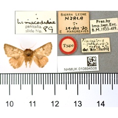 /filer/webapps/moths/media/images/M/magna_Trachyptena_ST_BMNH.jpg