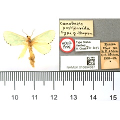 /filer/webapps/moths/media/images/P/postflavida_Coenobasis_HT_BMNH.jpg