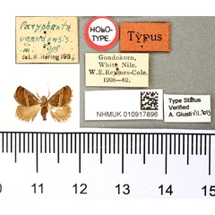 /filer/webapps/moths/media/images/U/ugandensis_Paryphanta_HT_BMNH.jpg