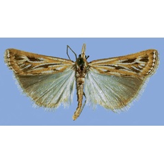 /filer/webapps/moths/media/images/D/dicksoni_Aurotalis_HT_TMSA.jpg