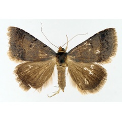 /filer/webapps/moths/media/images/F/flaviceps_Plecoptera_AF_TMSA_02.jpg