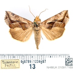 /filer/webapps/moths/media/images/T/triobliqua_Oraesia_AF_BMNH.jpg