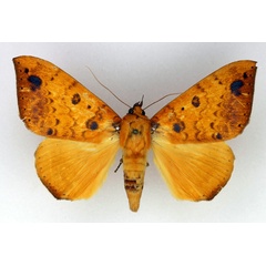 /filer/webapps/moths/media/images/X/xanthoptera_Achaea_AF_Legrain.jpg