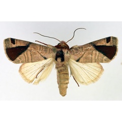 /filer/webapps/moths/media/images/M/malagasy_Acontia_AM_Aulombard.jpg