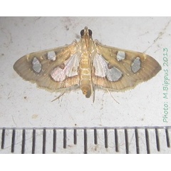 /filer/webapps/moths/media/images/B/borbonensis_Bocchoris_A_Bippus_01.jpg