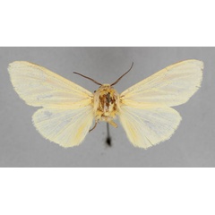 /filer/webapps/moths/media/images/P/pallida_Pseudoradiarctia_HT_BMNH.jpg