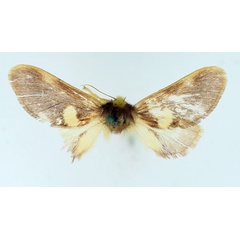/filer/webapps/moths/media/images/A/albipuncta_Latoiola_AF_TMSA.jpg