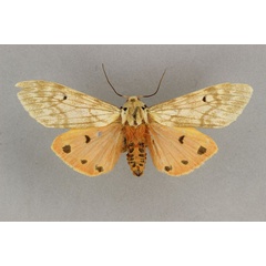 /filer/webapps/moths/media/images/Q/quadripunctata_Teracotona_HT_BMNH.jpg