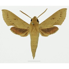 /filer/webapps/moths/media/images/R/roseipennis_Hippotion_AM_Basquin_02a.jpg