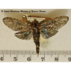 /filer/webapps/moths/media/images/A/auroguttata_Paralophonotus_A_OUMNH.jpg