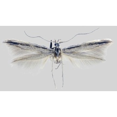 /filer/webapps/moths/media/images/C/cederbergensis_Coleophora_PTF_ZMHB.jpg