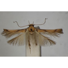 /filer/webapps/moths/media/images/C/crassella_Stathmopoda_PLT_BMNH.jpg