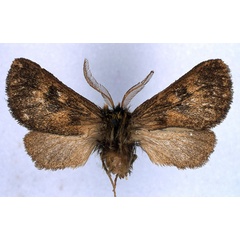 /filer/webapps/moths/media/images/F/fletcheri_Metarctia_HT_BMNH_01.jpg
