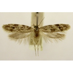 /filer/webapps/moths/media/images/C/clonomicta_Allotalanta_HT747_TMSA_01.jpg