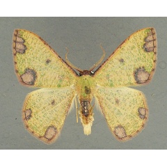 /filer/webapps/moths/media/images/R/rubrimaculata_Celidomphax_AM_TMSA.jpg