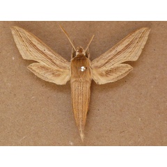 /filer/webapps/moths/media/images/B/balsaminae_Hippotion_A_Butler.jpg