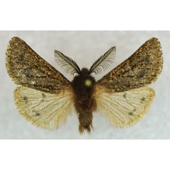 /filer/webapps/moths/media/images/P/paucirubra_Pseudophragmatobia_AM_Stroehle_02.jpg