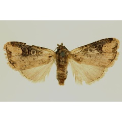 /filer/webapps/moths/media/images/D/distalis_Micraxylia_AT_RMCA.jpg