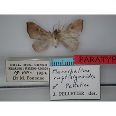 /filer/webapps/moths/media/images/R/ruptisignoides_Marcipalina_PT_RMCA_02.jpg