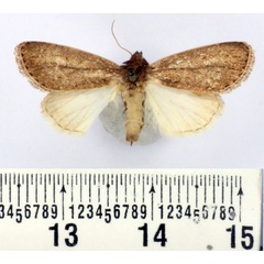 /filer/webapps/moths/media/images/B/bussindii_Aspidifrontia_AF_BMNH.jpg