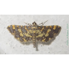 /filer/webapps/moths/media/images/T/tricoloralis_Eurrhyparodes_A_Bippus.jpg