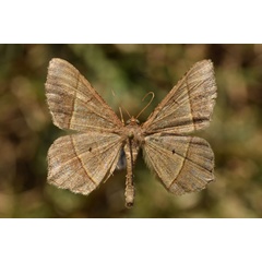 /filer/webapps/moths/media/images/R/rectilinea_Chiasmia_A_Butler.jpg