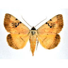 /filer/webapps/moths/media/images/A/africana_Hypopyra_A_NHMO.jpg