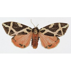 /filer/webapps/moths/media/images/E/ellioti_Seydelia_AF_Basquin.jpg