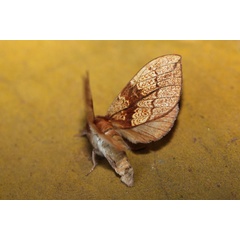 /filer/webapps/moths/media/images/S/subapicalis_Trotonotus_A_Voaden.jpg