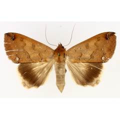 /filer/webapps/moths/media/images/M/maculata_Ophiusa_AF_TMSA_01.jpg