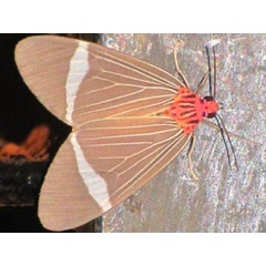 /filer/webapps/moths/media/images/P/phileta_Caryatis_A_Stanton.jpg