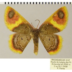 /filer/webapps/moths/media/images/Z/zearia_Chrysocraspeda_AF_ZSMa.jpg