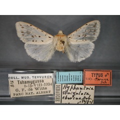 /filer/webapps/moths/media/images/E/eborina_Paralpenus_HT_RMCA_01.jpg