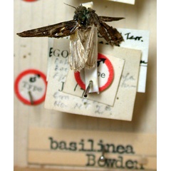 /filer/webapps/moths/media/images/B/basilinea_Manga_HT_BMNH.jpg