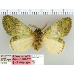 /filer/webapps/moths/media/images/A/analis_Desmeocraera_A_NMB.jpg