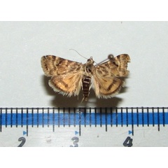/filer/webapps/moths/media/images/F/floralis_Aporodes_A_Goffa.jpg