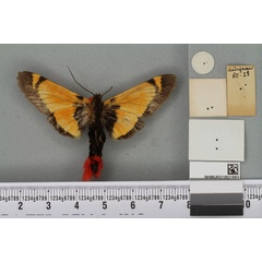 /filer/webapps/moths/media/images/L/lanigera_Epicausis_PLT_BMNHb.jpg