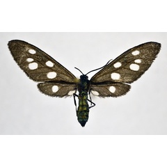/filer/webapps/moths/media/images/M/marina_Amata_A_NHMO.jpg