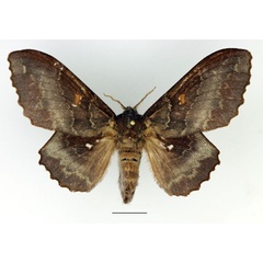 /filer/webapps/moths/media/images/A/audeoudi_Mimopacha_AF_Basquin_03.jpg