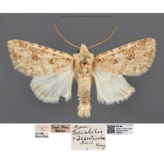 /filer/webapps/moths/media/images/D/deserticola_Cardepia_ST_MfNa.jpg